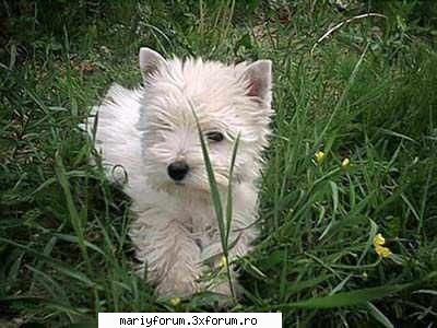 lumea animalelor sunt draguti cateii?