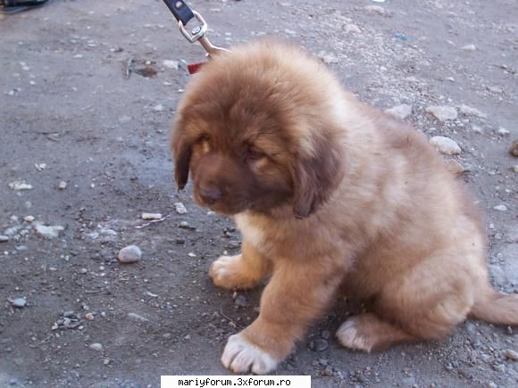 lumea animalelor [img]