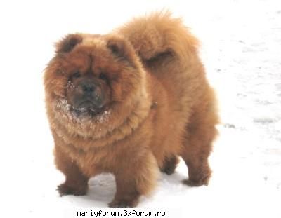 lumea animalelor [img]
