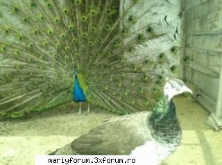 lumea animalelor paun