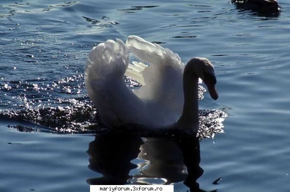 lumea animalelor [img]