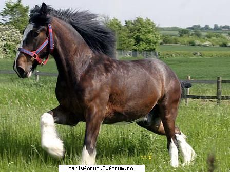 lumea animalelor [img]