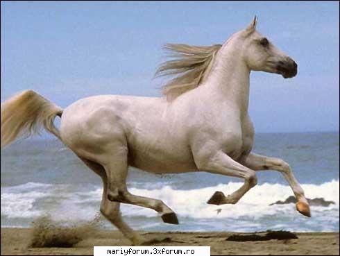 lumea animalelor [img]