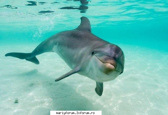 lumea animalelor [img]