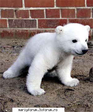 lumea animalelor [img]