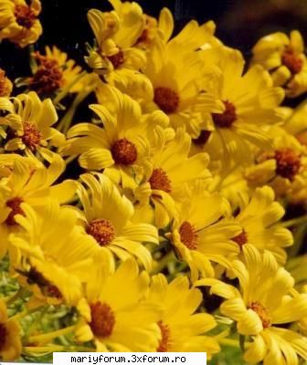 you are coreopsis
 you take life by the day and enjoy every single moment. you are kind and caring