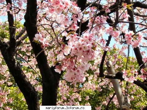 discutii despre japonia tara mea asta numeste sakura