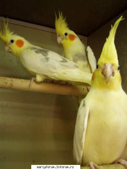 puneti poze cu animalele voastre preferate  :zzz:  :d  :razz: lumea animalelor