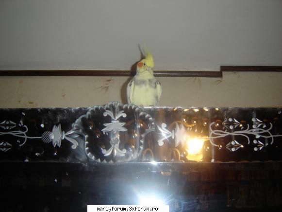 papagalul  curios lumea animalelor