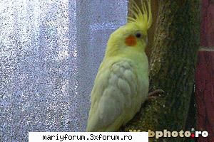 lumea animalelor