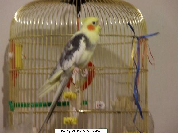 Lumea animalelor - ricky - papagalul meu - Diverse discutii