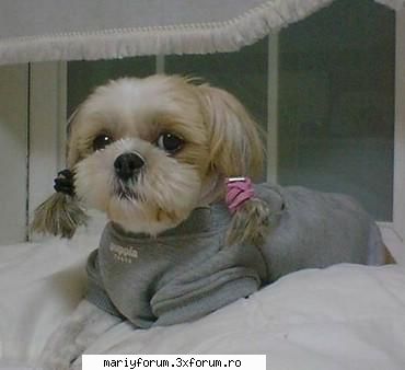 lumea animalelor
