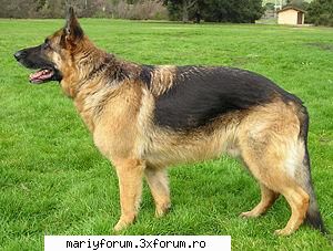 Lumea animalelor - i_L0v3_AnIm3 - Diverse discutii