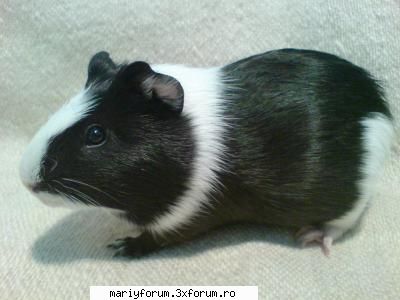 Lumea animalelor - porcusor de guineea - Diverse discutii