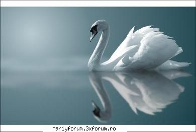 Lumea animalelor - i_L0v3_AnIm3 - Diverse discutii