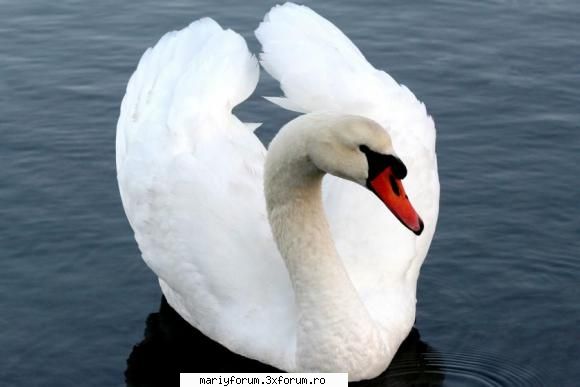 lumea animalelor