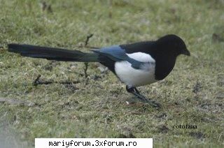 lumea animalelor