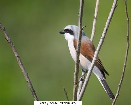 Lumea animalelor - i_L0v3_AnIm3 - Diverse discutii