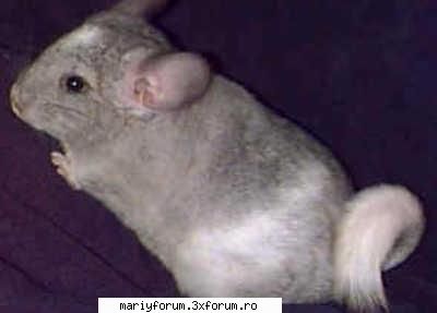 Lumea animalelor - soricel marsupial - Diverse discutii