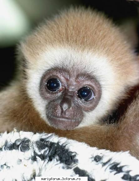 lumea animalelor