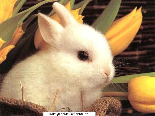 lumea animalelor