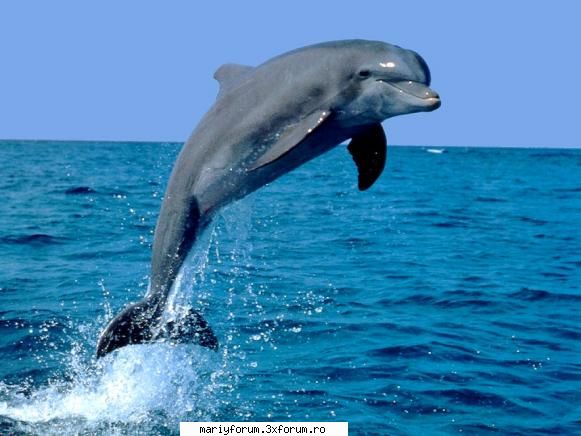 Lumea animalelor - i_L0v3_AnIm3 - Diverse discutii