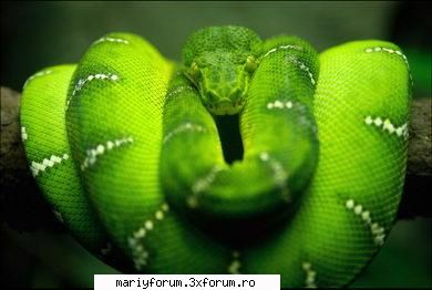 lumea animalelor