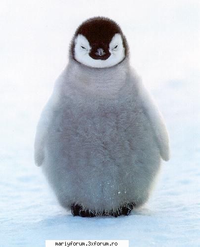 sweet lumea animalelor
