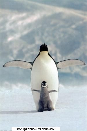 lumea animalelor