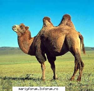Lumea animalelor - i_L0v3_AnIm3 - Diverse discutii