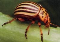 Lumea animalelor - i_L0v3_AnIm3 - Diverse discutii