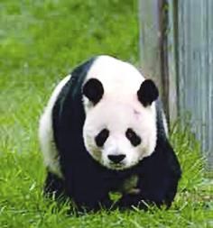 lumea animalelor