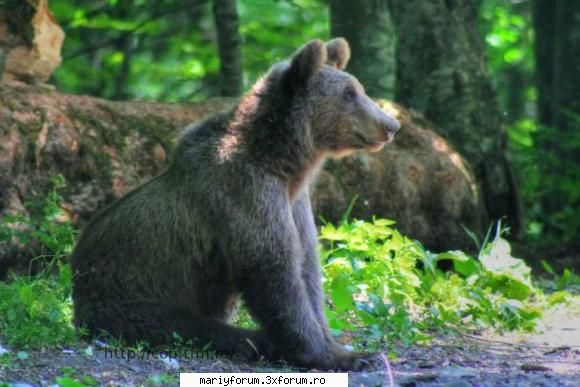 lumea animalelor