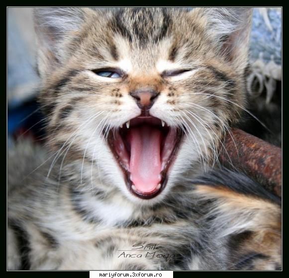 Va plac felinele? - ma bucur k unora le plac pisicutzele :D:D:D:D:D:D - Diverse discutii