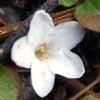 you are arbutus
 live only for you